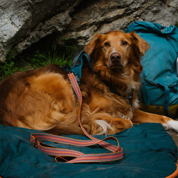 Sienna Ultralight Collar