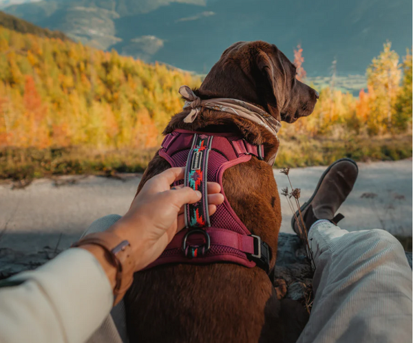 Dog Harness