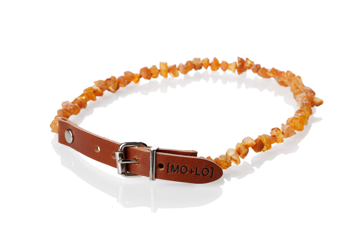 Amber necklace for dogs shop