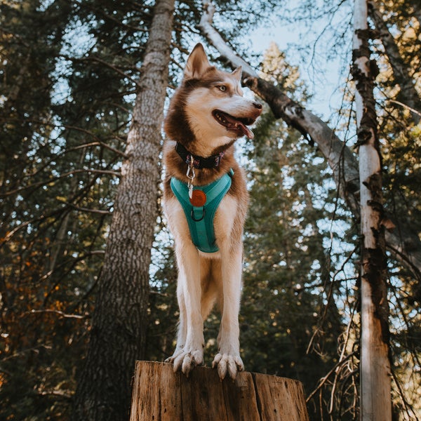 Dog Harness