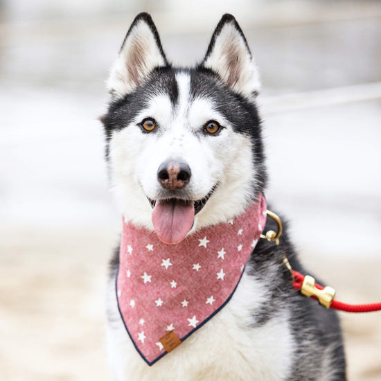 Lucky Stars Dog Bandana