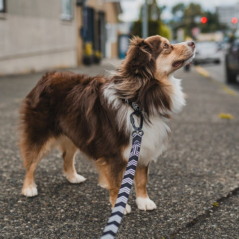 Orca Ultralight Collar